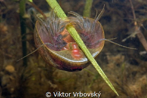 Tadpole Shrimp (Lepidurus apus) - living fossils from puddle by Viktor Vrbovský 